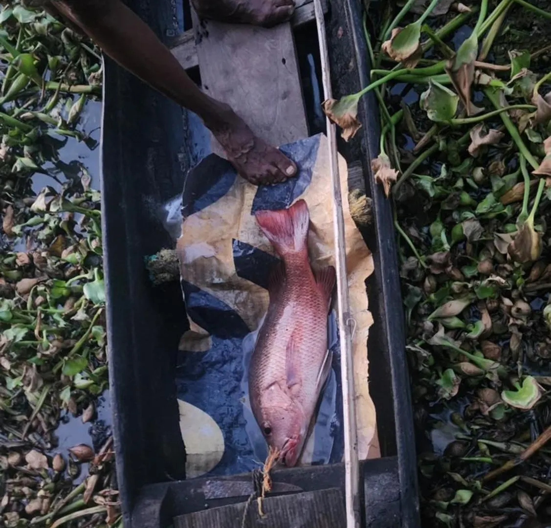 Cheenavala Fishing Homestay Kochi 0*,  الهند